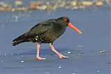 Variable Oystercatcher